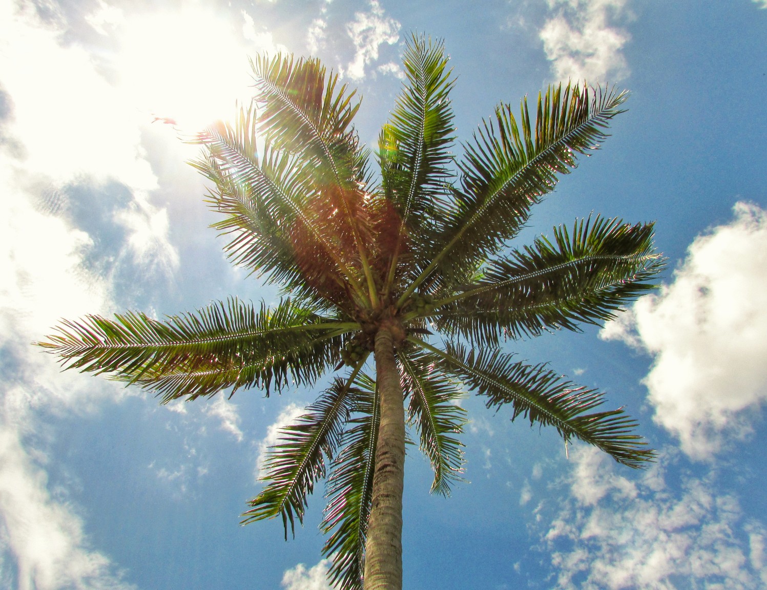 Forest Canopy