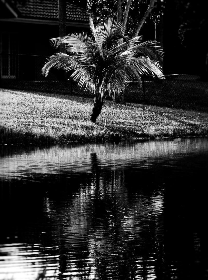Palm's Suffering - Award Winning Photography